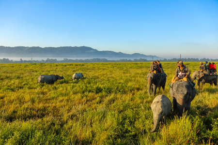 A pair of one horn rhinos grazing alongside each other and being watched by tourists on elephant safari during early morning animal safari at Kaziranga national park Assam India on 07 December 2016のeditorial素材