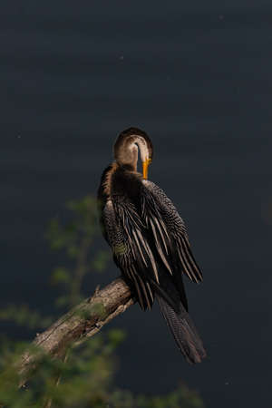 An oriental darter also called Indian darter siting in a tree branch at Bharatpur bird sanctuary...