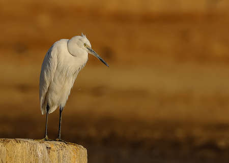 A selective focus image of a dimorphic egret a species of heron standing  with its reflection in water looking for food in a pond at Rajasthan India on 21 November 2018の写真素材