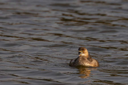 A little Grebe also known as Tachybaptus ruficollis and dabchick wading water in a lake with its beak wide openの写真素材
