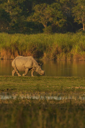 A single horn rhino grazing grass in the wet lands of Assam India on 6 December 2016の写真素材
