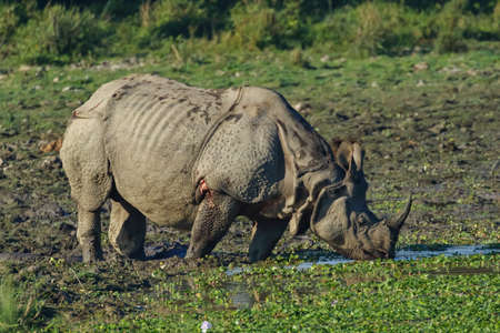 A single horn rhino grazing grass in the wet lands of Assam India on 6 December 2016の写真素材