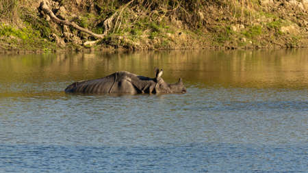 Single horned rhino siting inside water and cooling off in Assam India on 7 December 2016 in a national parkの写真素材