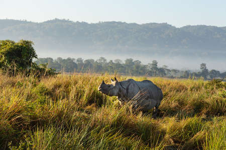 A one horned rhino standing amidst tall grass in a national park in Assam India on 6 December 2016の写真素材