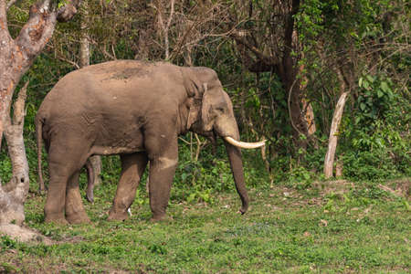 A selective focus image of a wild Asian Elephant with tusks standing at the edge of a jungle at a National park  at West Bengal Indiaの写真素材