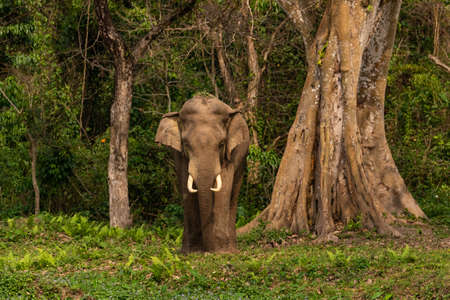 A selective focus image of a wild Asian Elephant with tusks standing at the edge of a jungle at a National park  at West Bengal Indiaの写真素材