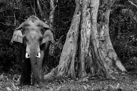A monochrome image of a wild Asian Elephant with tusks standing at the edge of a jungle next to a large tree at a National park at West Bengal Indiaの写真素材