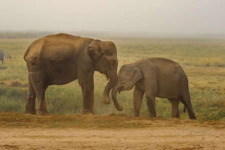 Two baby elephants with tusks playing together with their trunks in Assam Indiaの写真素材