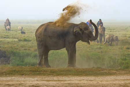 A selective focus image of a wild Asian Elephant with tusks standing at the edge of a jungle at a National park and splattering mud on its body at West Bengal Indiaの写真素材