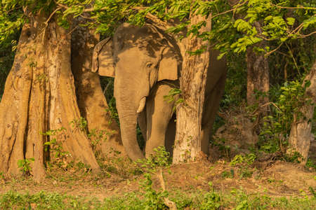 A selective focus image of a wild Asian Elephant with tusks standing at the edge of a jungle at a National park  at West Bengal Indiaの写真素材