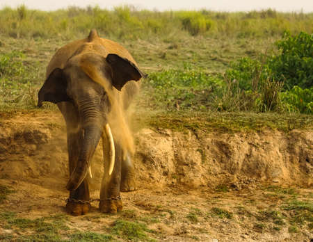 A selective focus image of a wild Asian Elephant with tusks standing at the edge of a jungle at a National park and splattering mud on its body at West Bengal Indiaの写真素材