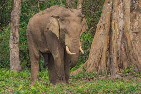A selective focus image of a wild Asian Elephant with tusks standing at the edge of a jungle at a National park  at West Bengal Indiaの写真素材