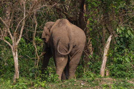 A selective focus image of a wild Asian Elephant standing  at the edge of a jungle with its back and wagging its tail at a National park and  at West Bengal Indiaの写真素材