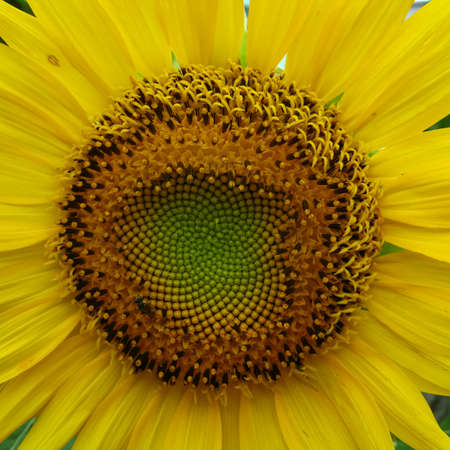 A close up macro selective focus of a sunflower with beautiful pattern and yellow petalsの写真素材
