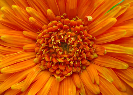 Macro image of Petals of an orange flower in bright lightの写真素材