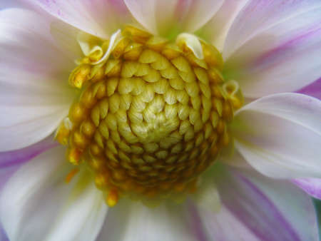 A selective focus macro close up multi colored vibrant image of a flower with variety of colorsの写真素材