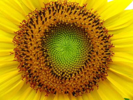 A close up macro selective focus of a sunflower with beautiful pattern and yellow petalsの写真素材