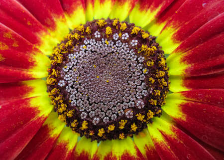 A selective focus macro close up multi colored vibrant image of a flower with variety of colorsの写真素材