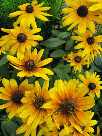 A beautiful colored bunch of yellow flowers blooming with rich colorsの写真素材