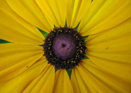 A selective focus close up macro image of a sunflower with beautiful green pattern and yellow petalsの写真素材