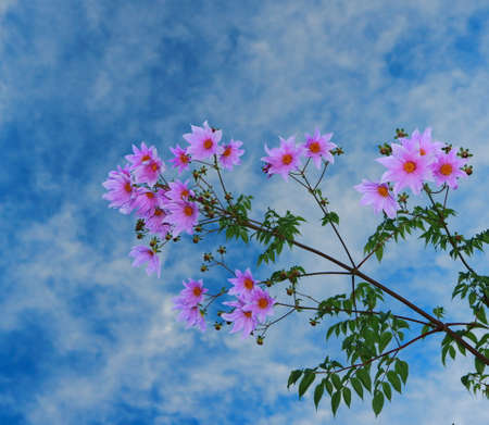 Beautiful pink flowers on a branch with green leaves taken from a low angle with the blue sky and clouds in the backgroundの写真素材