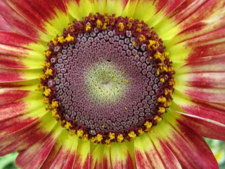 A selective focus macro close up multi colored vibrant image of a flower with variety of colorsの写真素材