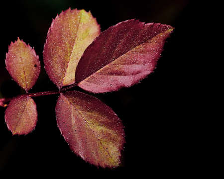 A selective focus macro abstract image of red and green leaves with water drops on themの写真素材