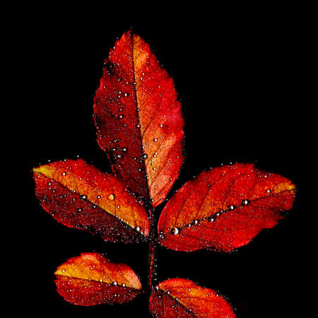 A selective focus macro abstract image with shallow depth of field of red leaves with water drops on them and a black dark back groundの写真素材