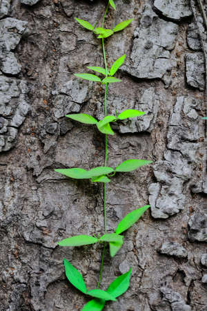 A selective focus shallow depth of field image of a green creeper stem with leaves with high contrast climbing on the bark of a tree trunkの写真素材