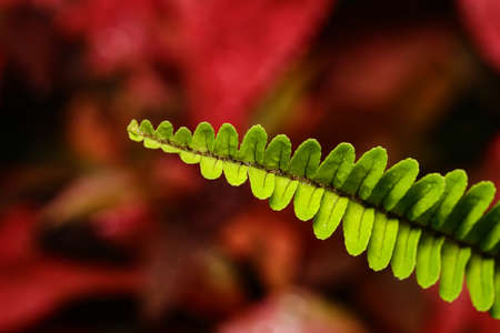 An abstract macro image of a fern leaf placed on a red backgroundの写真素材