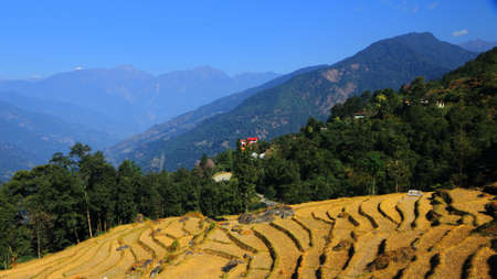 A beautiful landscape image of Terrace farming  and distance mountains with blue sky as seen from a village in sikkim Indiaの写真素材