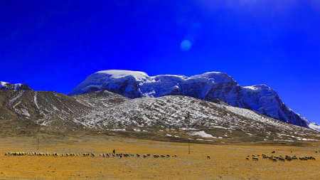 A Shepard walking with his sheep grazing on meadows of Tibetan plateau in Sikkim with snow clad mountains in the backgroundの写真素材