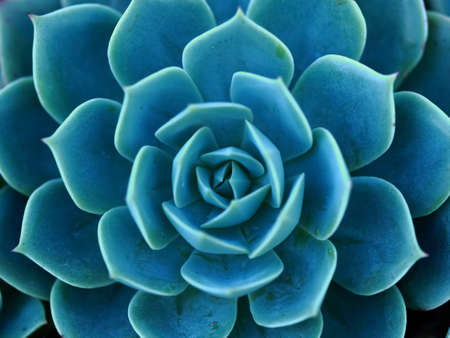 A beautiful cactus with a perfect pattern of leaves with pointed tipsの写真素材