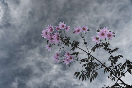 Beautiful pink flowers on a branch with green leaves taken from a low angle with the dark clouds in the backgroundの写真素材