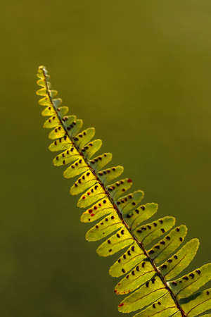 Macro and selective focus Abstract  image of a single fern leaf with blur backgroundの写真素材