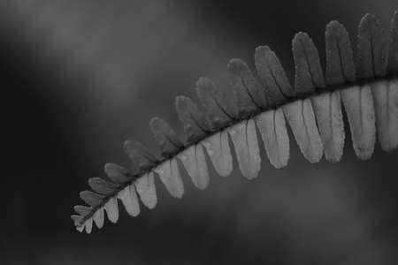Macro and selective focus Abstract  image of a single fern leaf with blur background in monochromeの写真素材