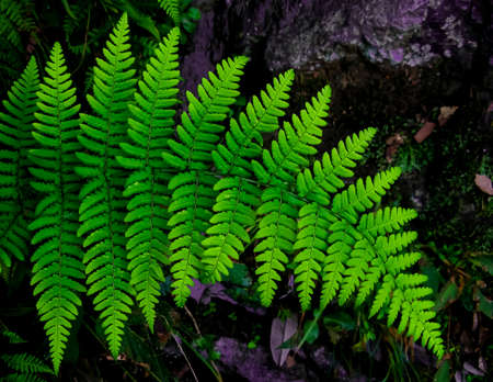 Macro and selective focus Abstract  image of a single fern leaf with blur backgroundの写真素材