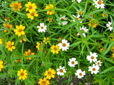 Image of Colorful white and yellow flowers blooming in a garden with green leaves all aroundの写真素材