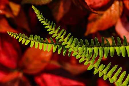 An abstract macro image of two fern leafs placed on each other with red backgroundの写真素材