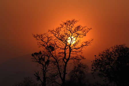 Silhouette of a tree with sun and red and orange sky in the backgroundの写真素材