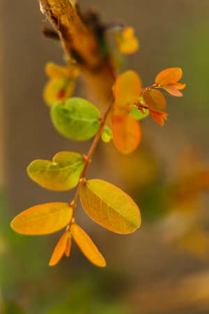 A selective focus macro abstract image of yellow and green leaves on a branchの写真素材