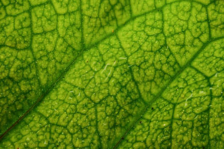 A close up macro image of a leaf with water droplets on itの写真素材
