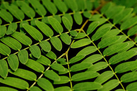 Abstract image of Green leaves with pattern  with dark back groundの写真素材