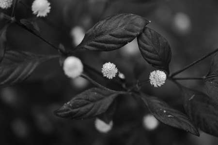 Selective focus shallow depth of field macro image of white flowers wit dark background in monochromeの写真素材