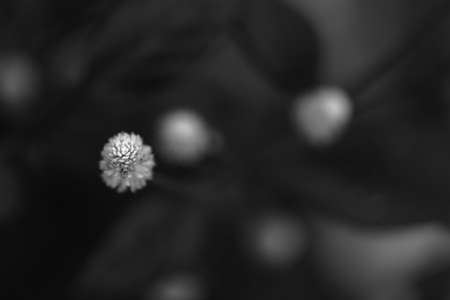 Selective focus shallow depth of field macro image of white flowers wit dark backgroundの写真素材