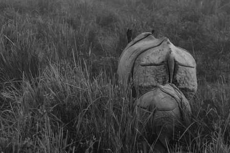 An abstract monochrome image of the back of a mother one horned rhino with its cub behind it amidst tall grass in a national park in Assam India on 6 December 2016の写真素材