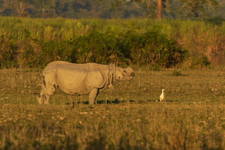 A one horned rhino standing amidst tall grass in a national park in Assam India on 6 December 2016の写真素材