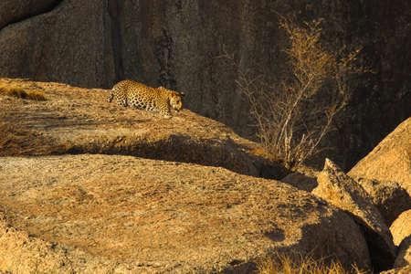 A leopard walking on a rock at Jawai Rajasthan Indiaの写真素材
