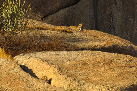 A leopard walking on a rock at Jawai Rajasthan Indiaの写真素材
