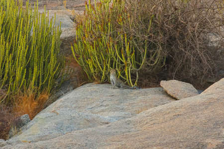 A leopard cub siting on a rock at Jawai Rajasthan Indiaの写真素材